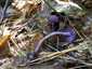 Lila pénzecskegomba (Laccaria amethystina), Őrség